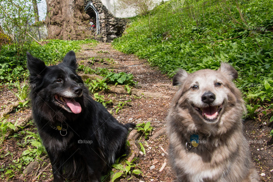 Dogs on a hike 