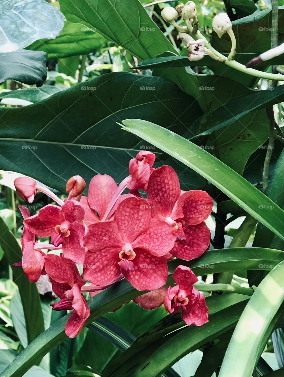 Magenta orchid flowers with green foliage in the background 