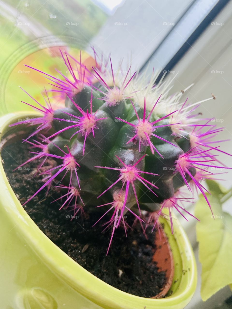 Who doesn’t love a cactus? 🌵