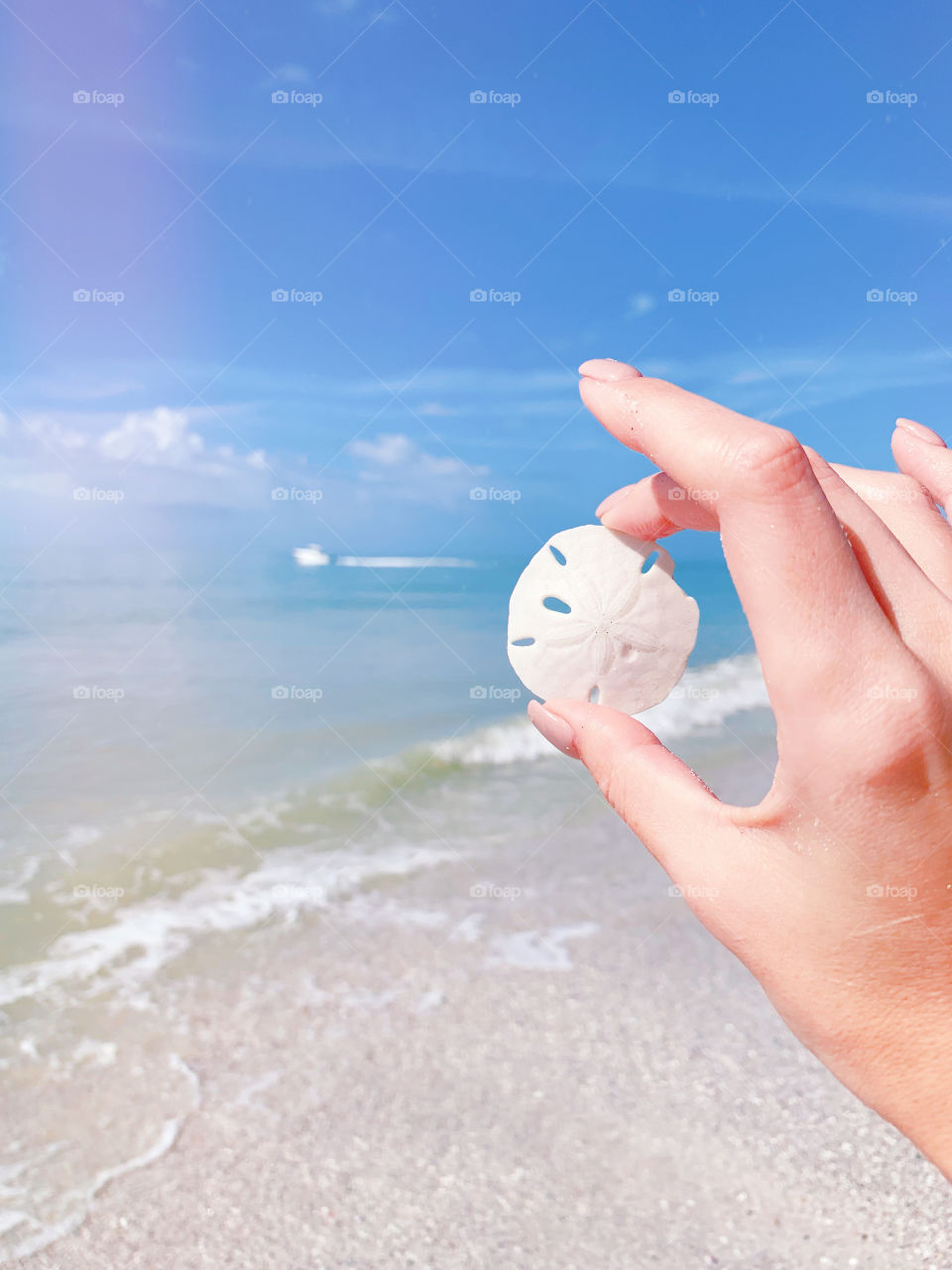 Sand dollar 