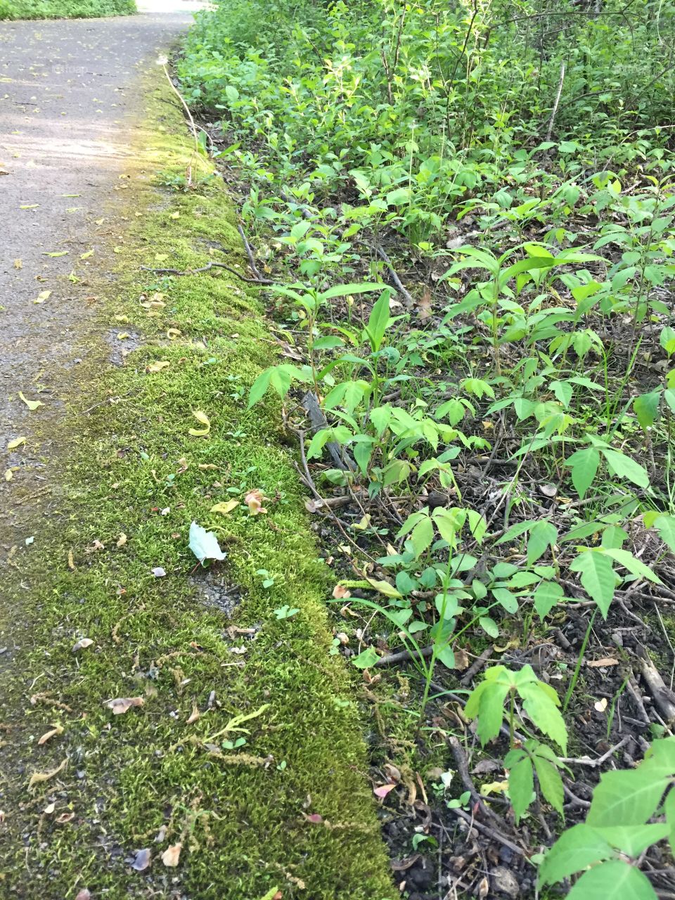Moss along the trail at Meridian park
Late afternoon 