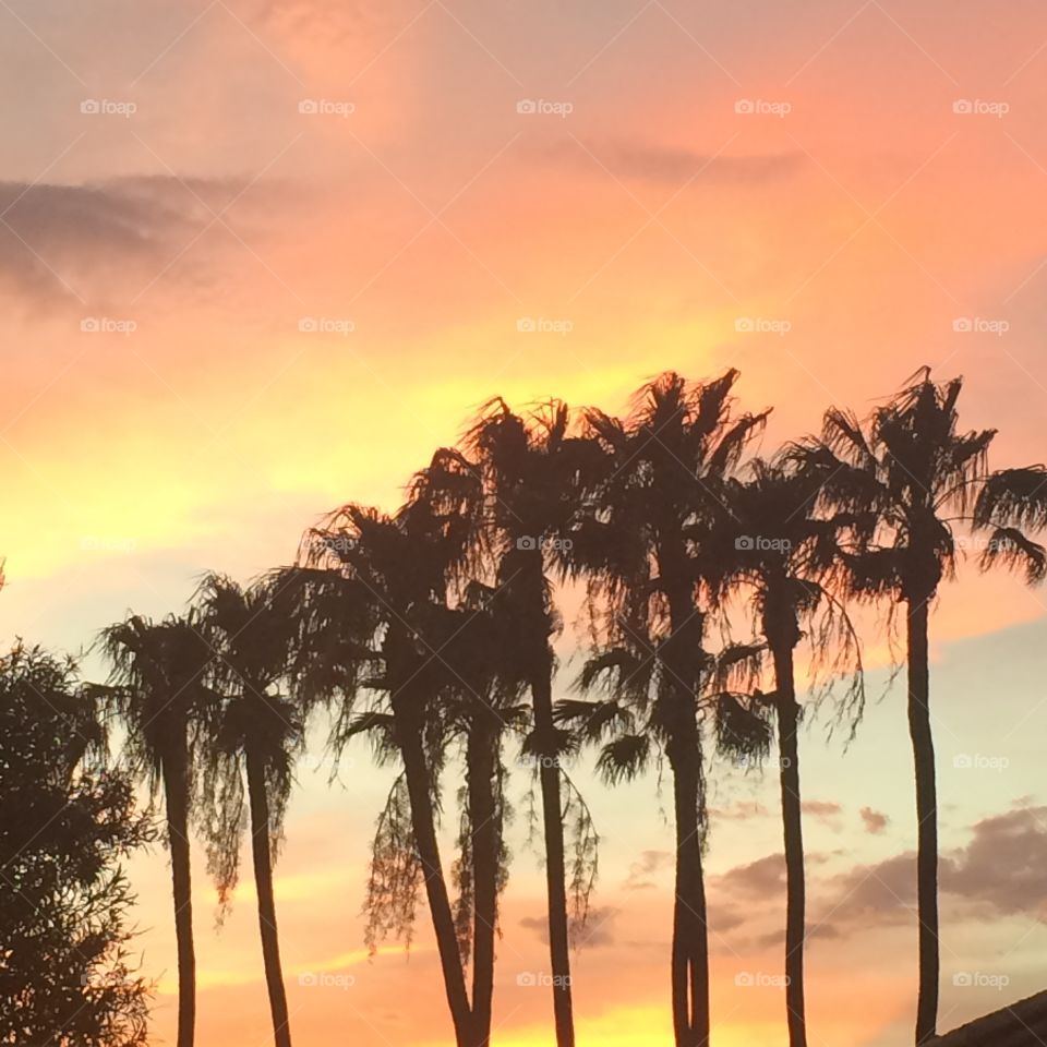 Pretty sky behind Palm trees