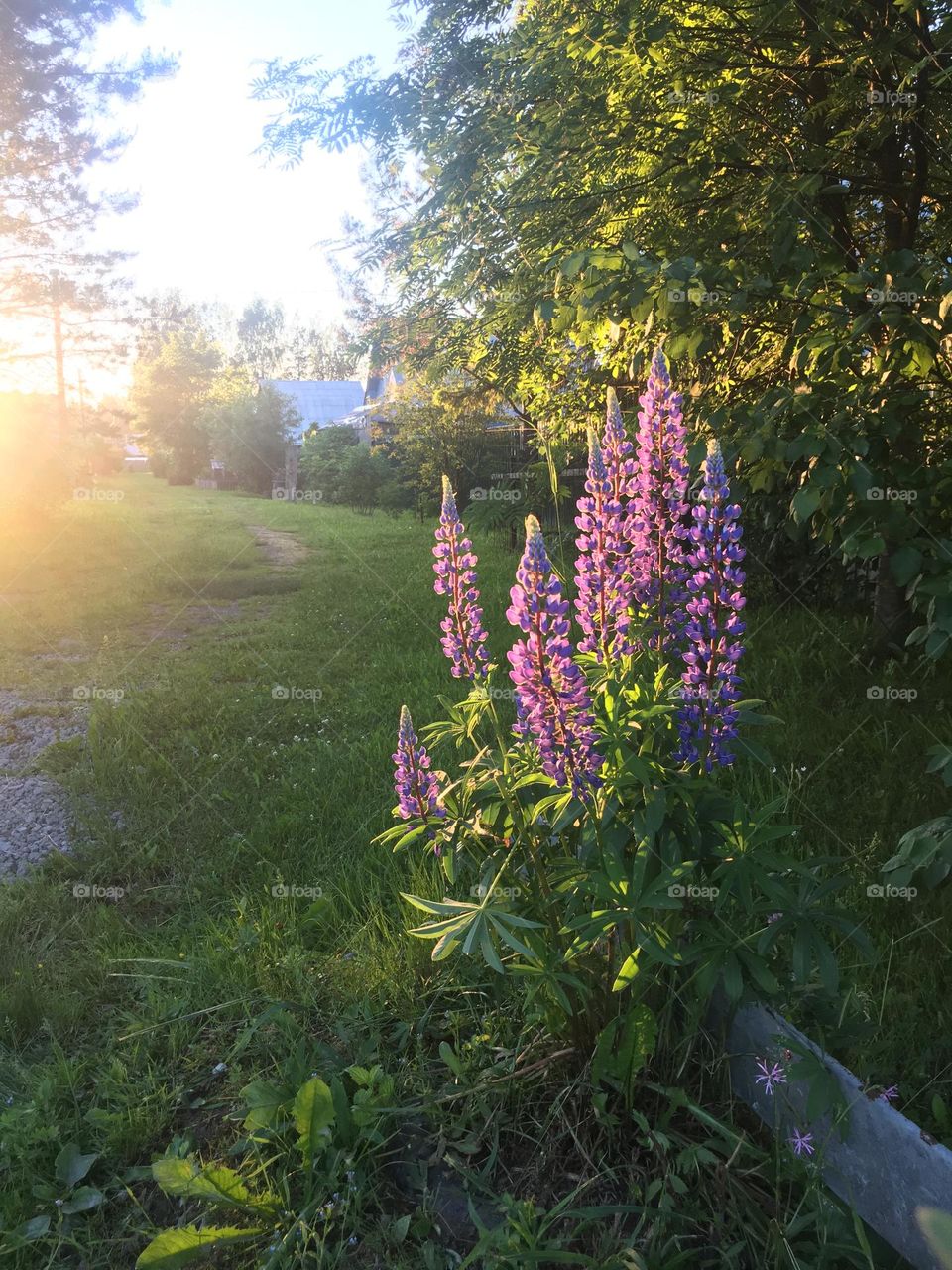 lupins