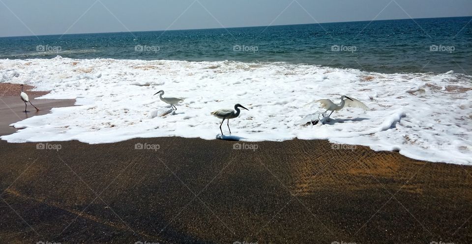 Cranes at Kollam beach Kerala