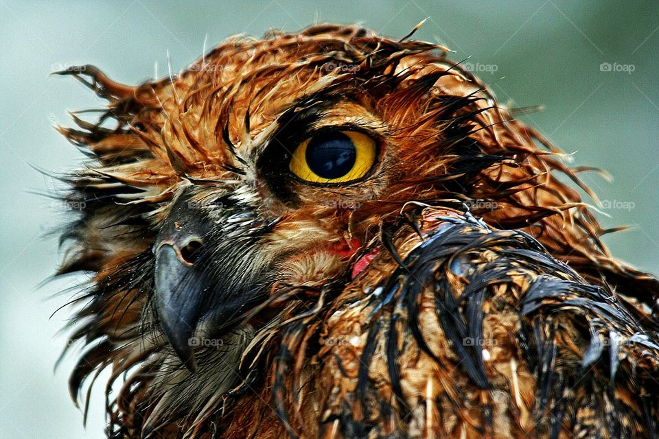wet baby owl