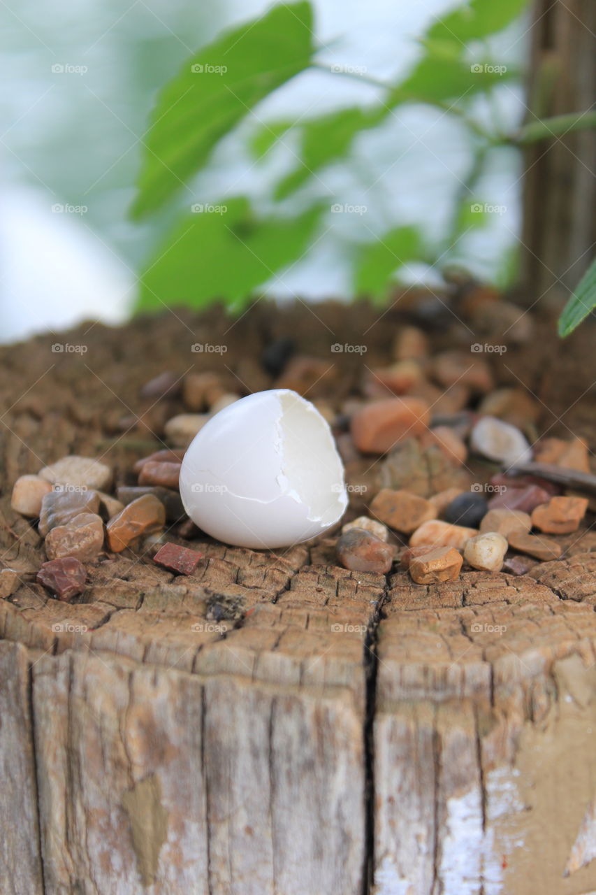 New life. Eggshell on post at a pond