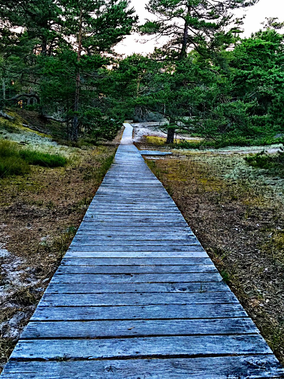 View of boardwalk