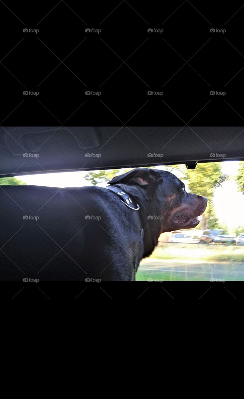 Rottweiler looks out the car window