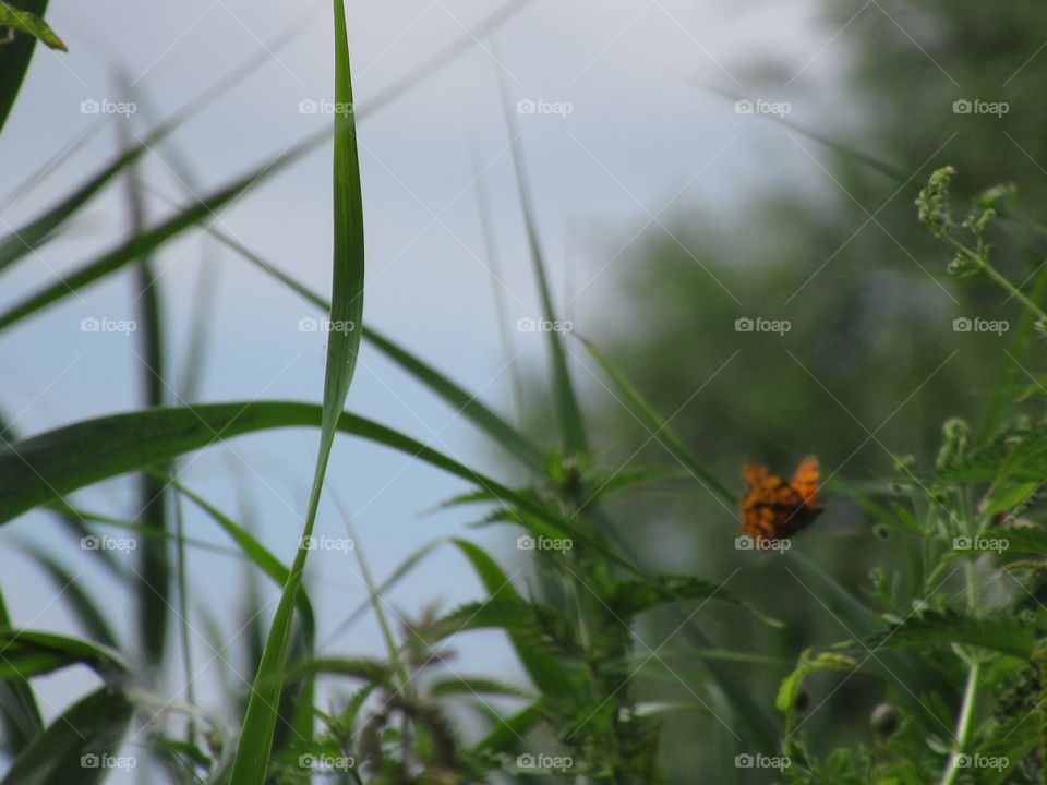 Long  sunmmer grass growing wild also a tiny orange butterfly flying past