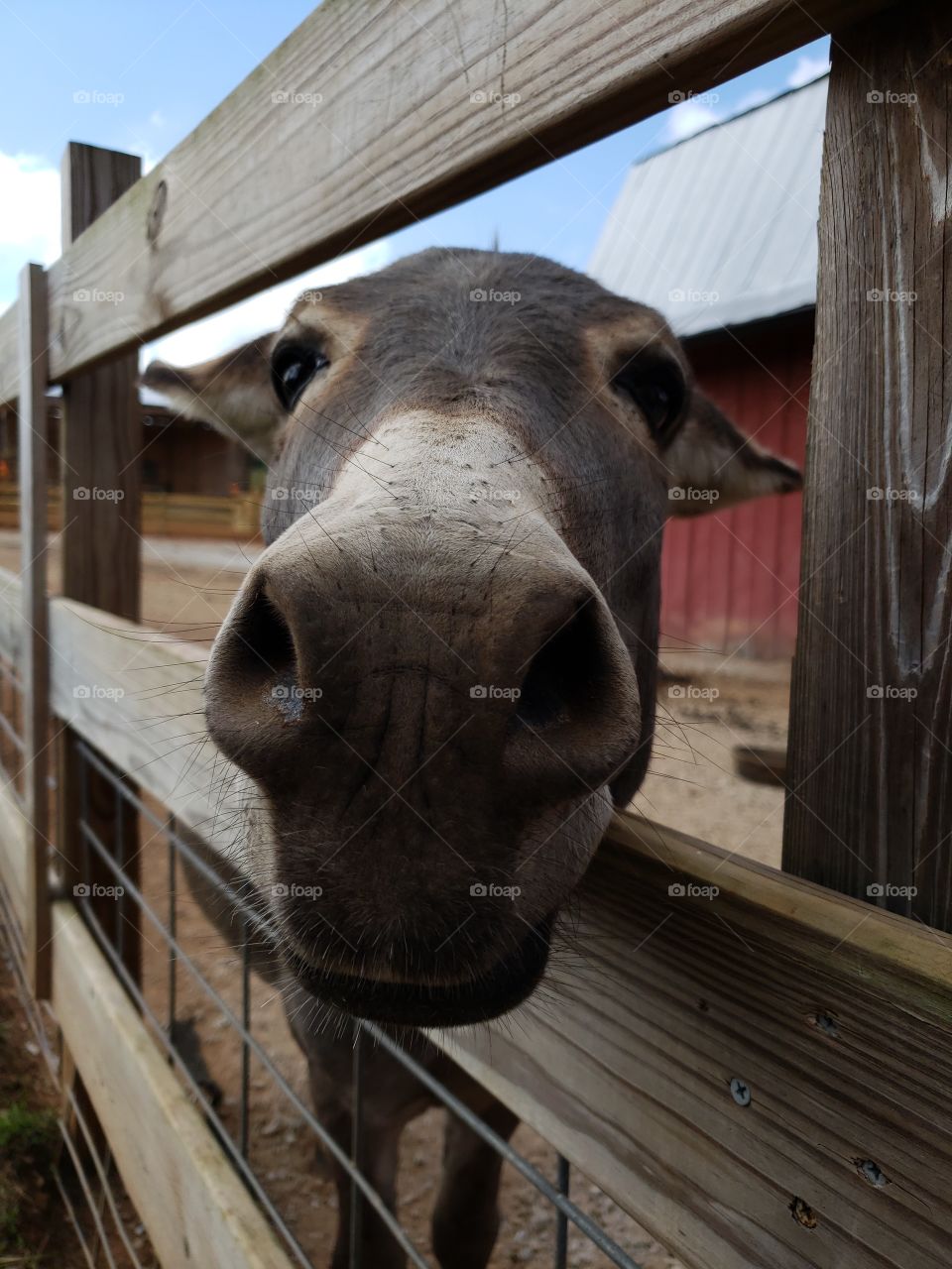 donkey snoot