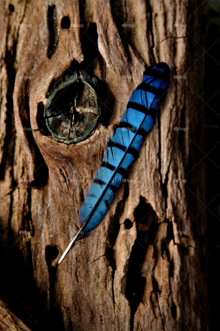 blue jay feather