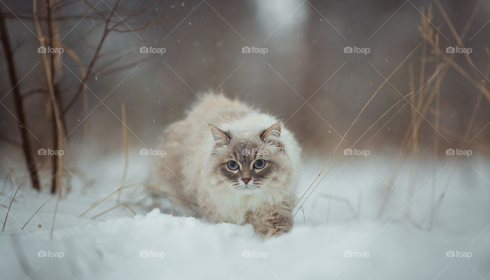 Siberian neva masquerade cat in winter park 