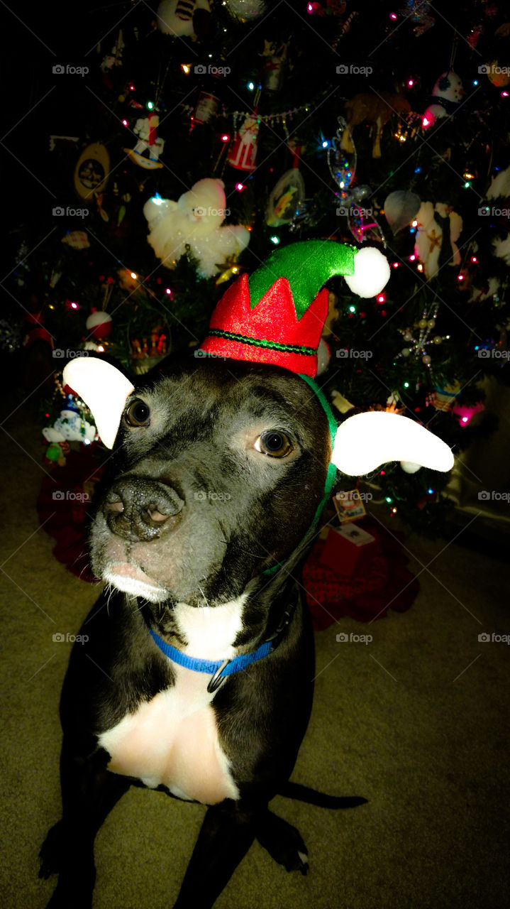 Santa's little helper