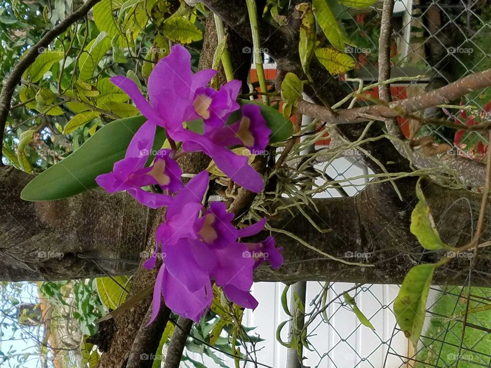 Orchids