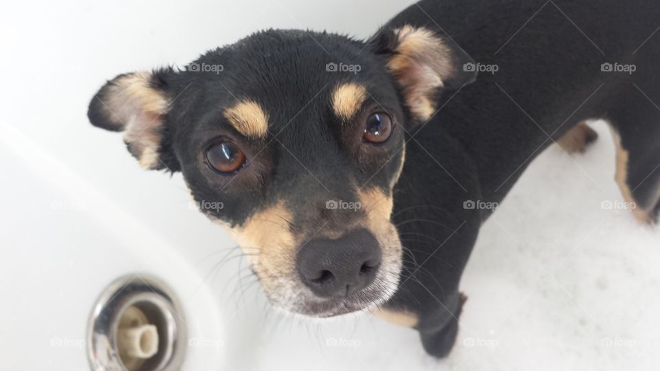 Sadie loves her bath time