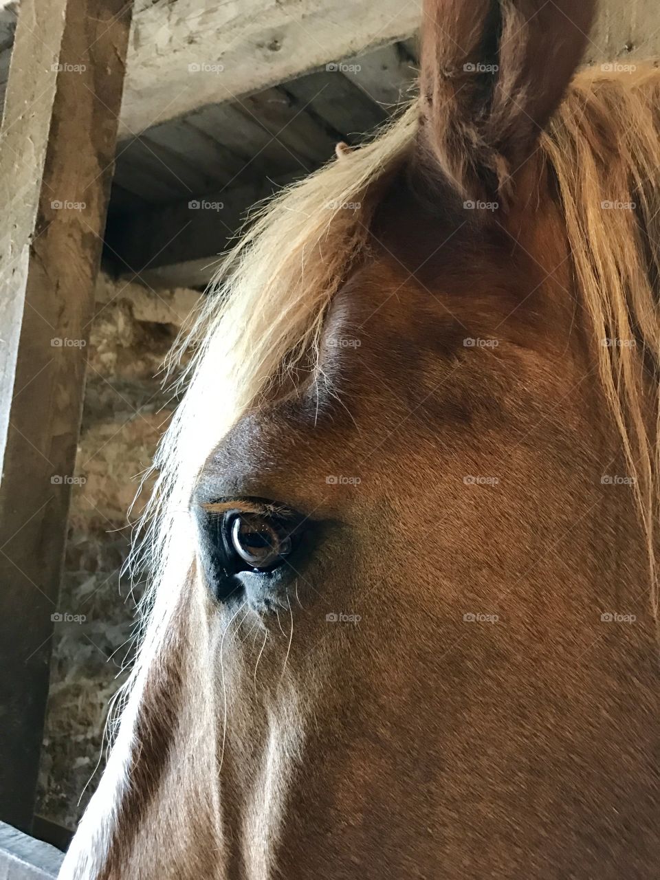 Horse closeup 