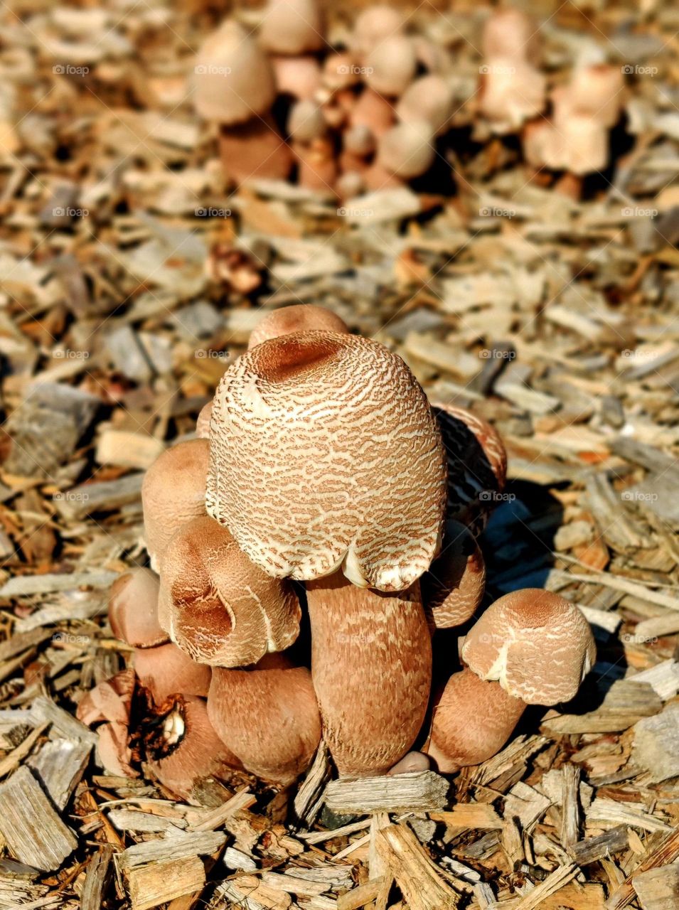 Mushrooms growing wild at a park