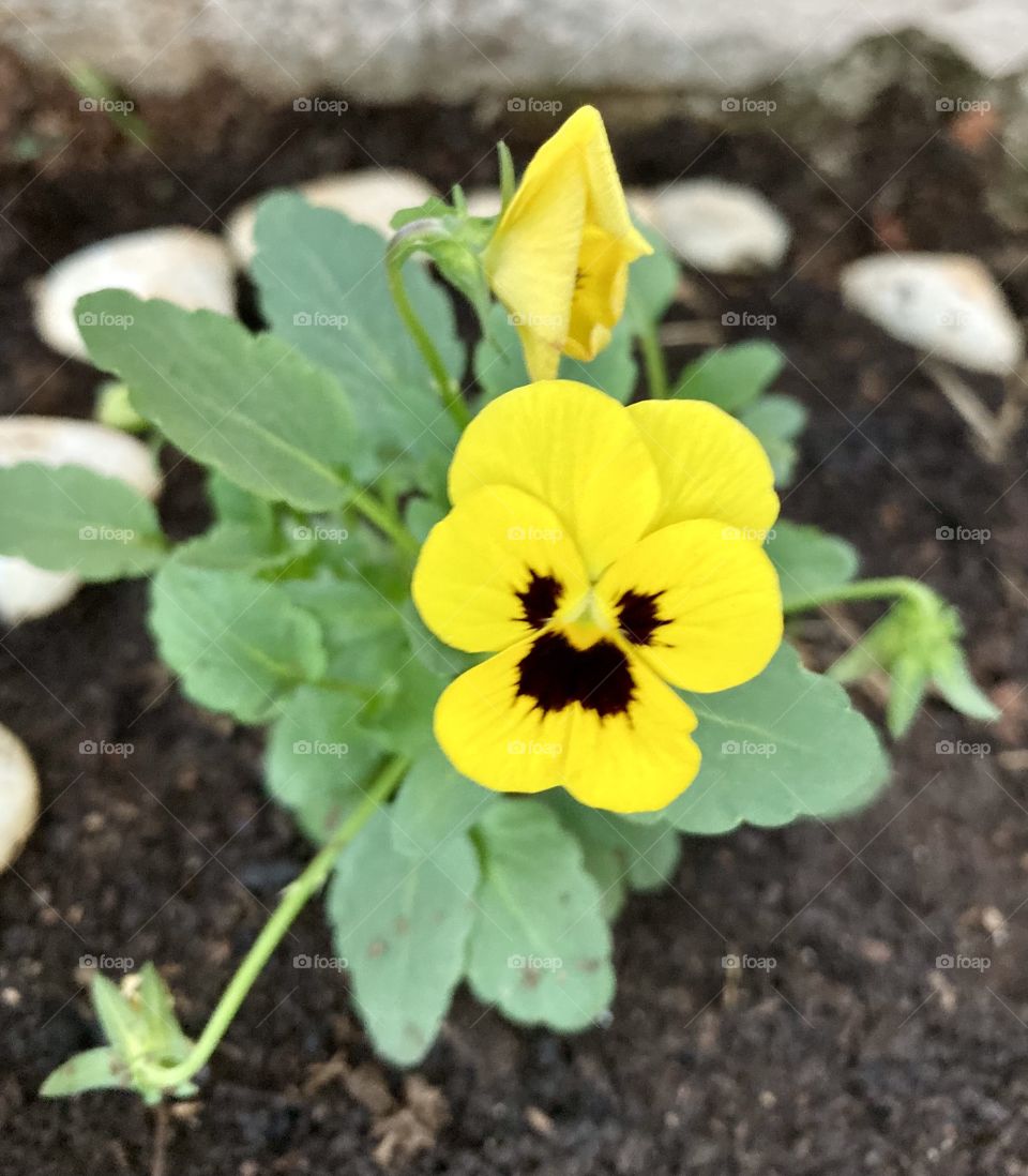 🌹 🇺🇸 Very beautiful flowers to brighten our day.  Live nature and its beauty. Did you like the delicate petals? / 🇧🇷 Flores muito bonitas para alegrar nosso dia. Viva a natureza e sua beleza. Gostaram das pétalas delicadas? 