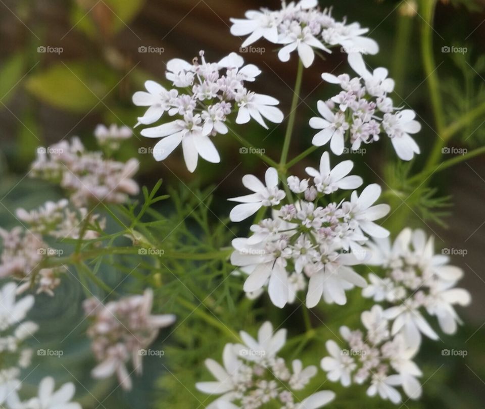 coriander flowers