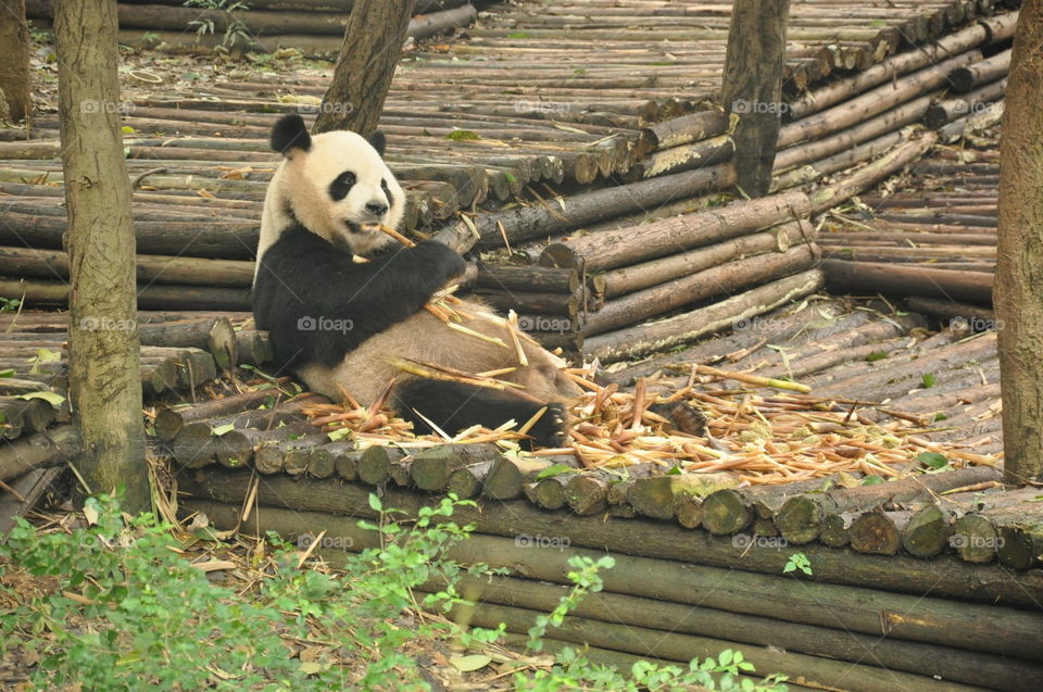 delightful panda eating bamboo