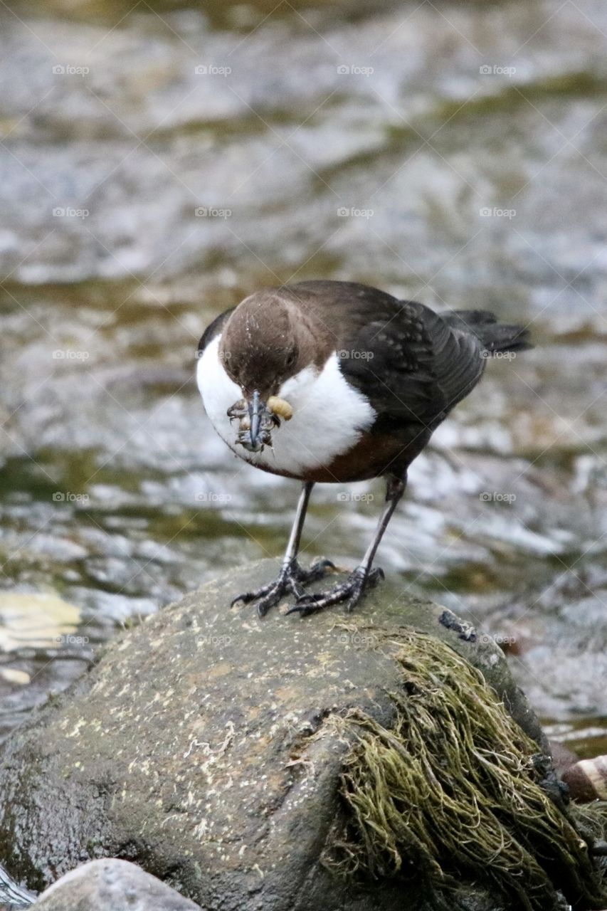 Dipper