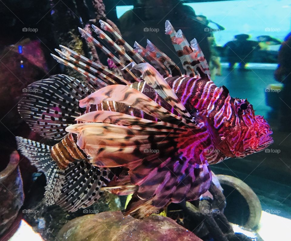 Spectacular Lion Fish