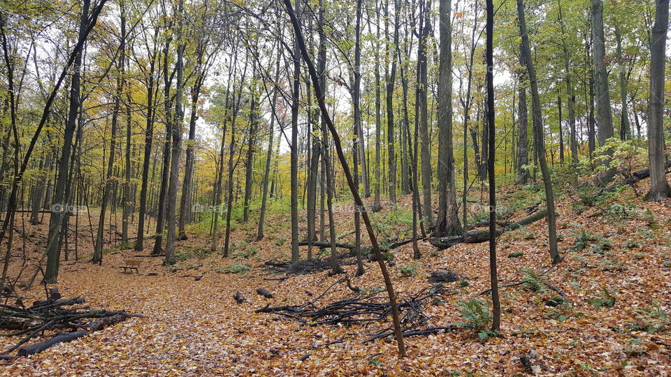 View of forest in autumn