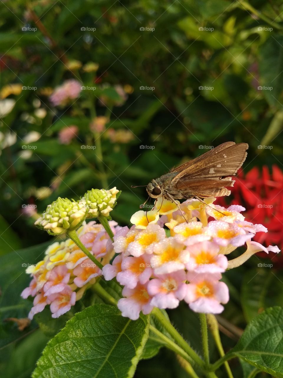 beautiful flower in butterflyis