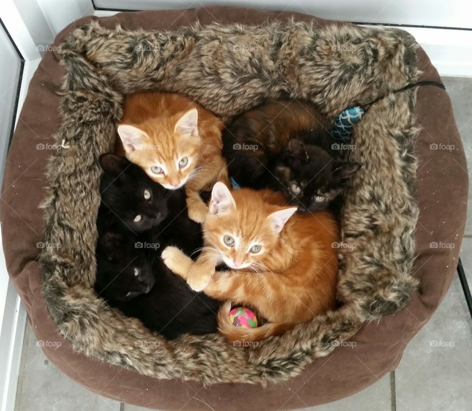 Kittens in bed