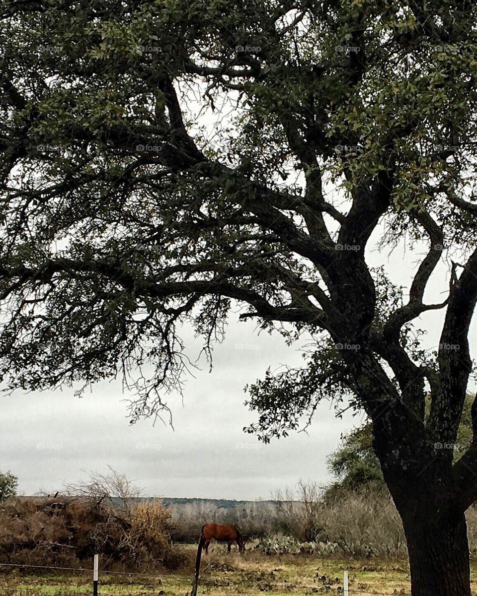 Horse in the pasture 
