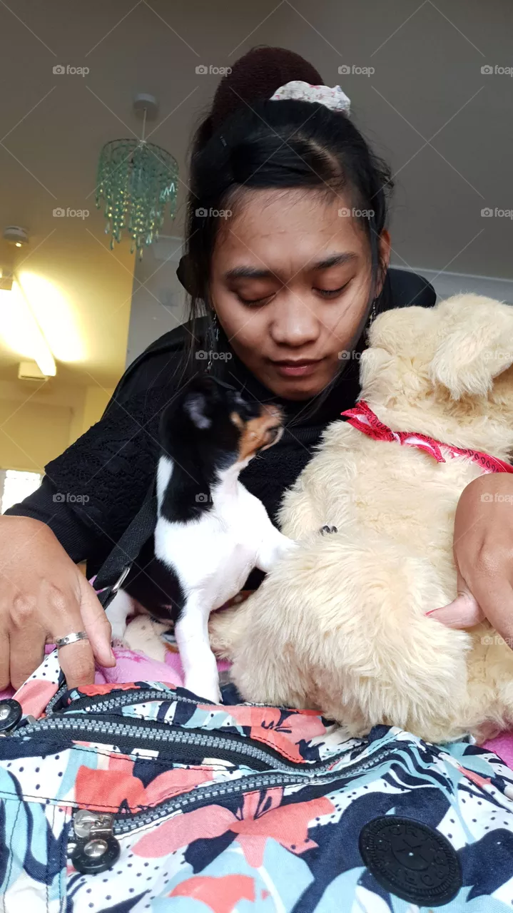 Cute little puppy