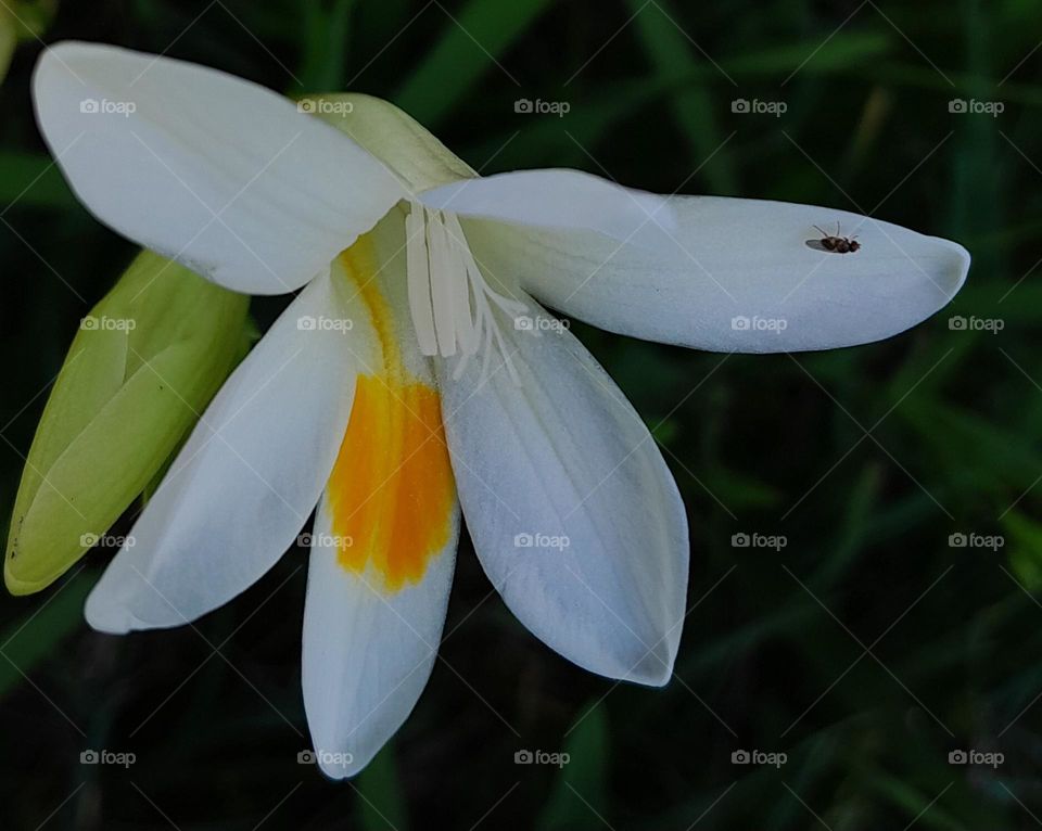 White and Yellow Freesia Flower with Insect