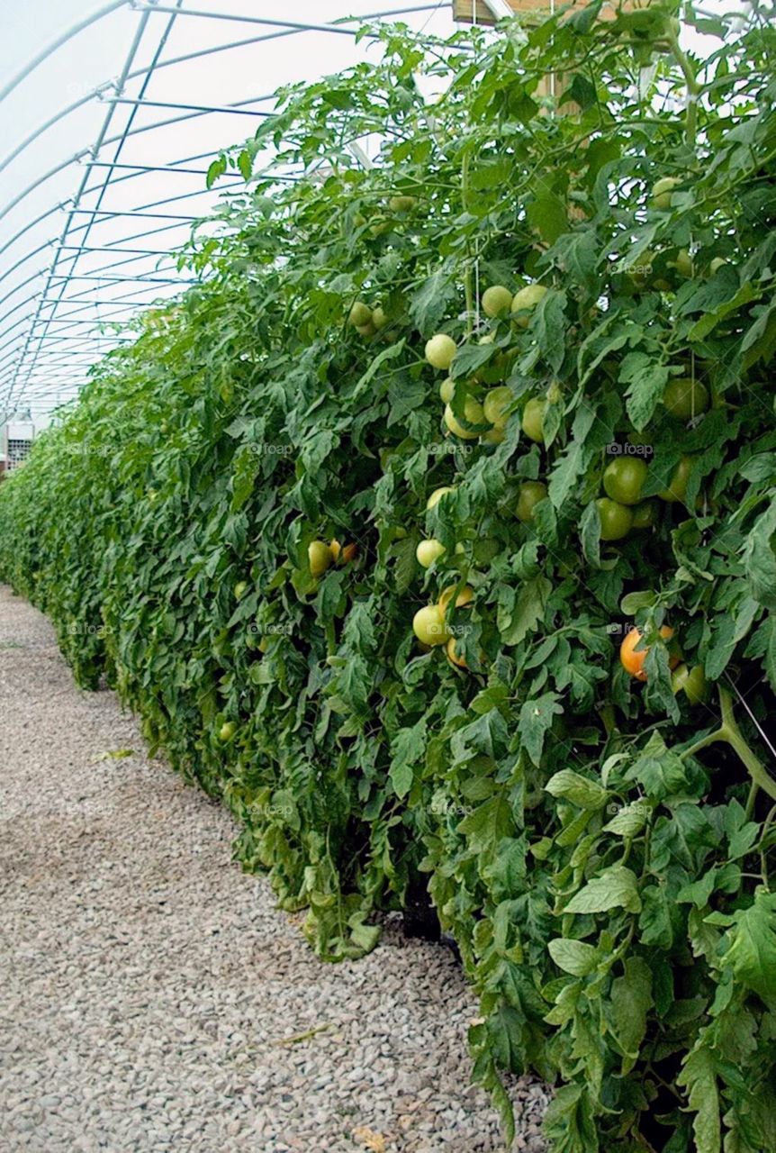 Tomatoes grown at the s University of Tennessee Knoxville