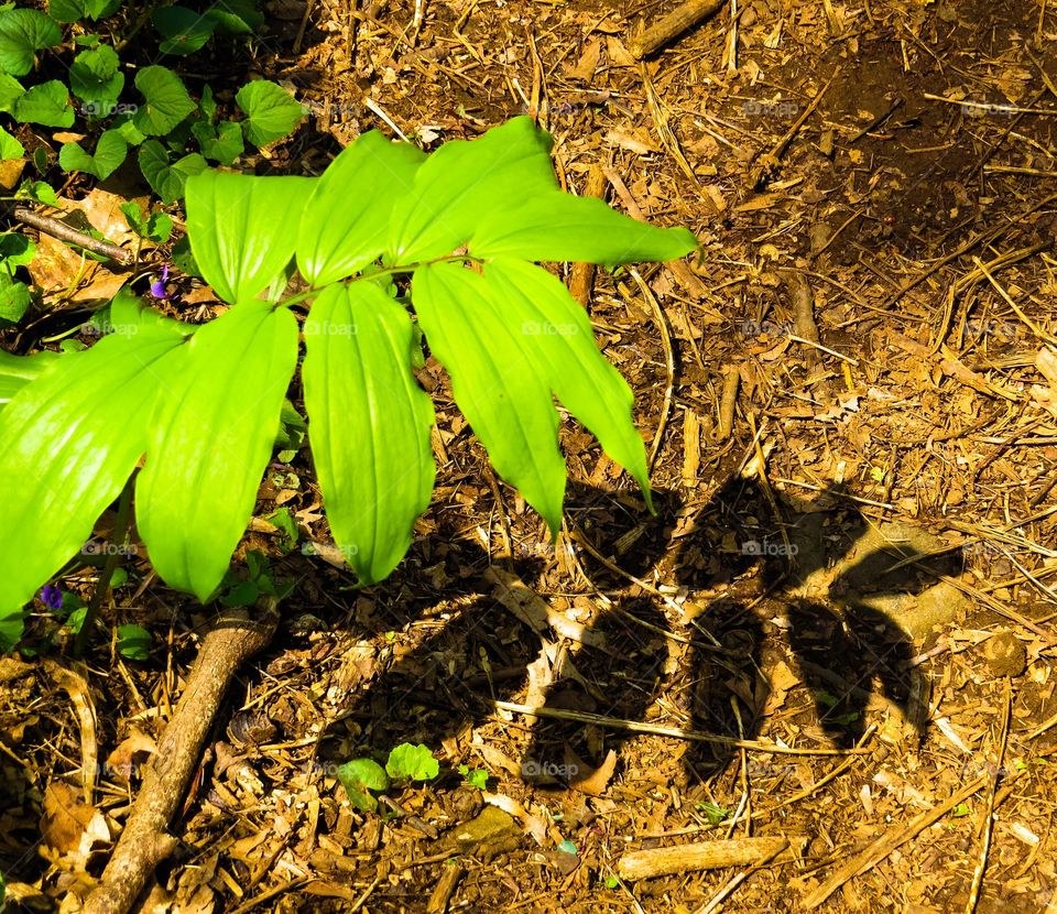 Leaf with shadow