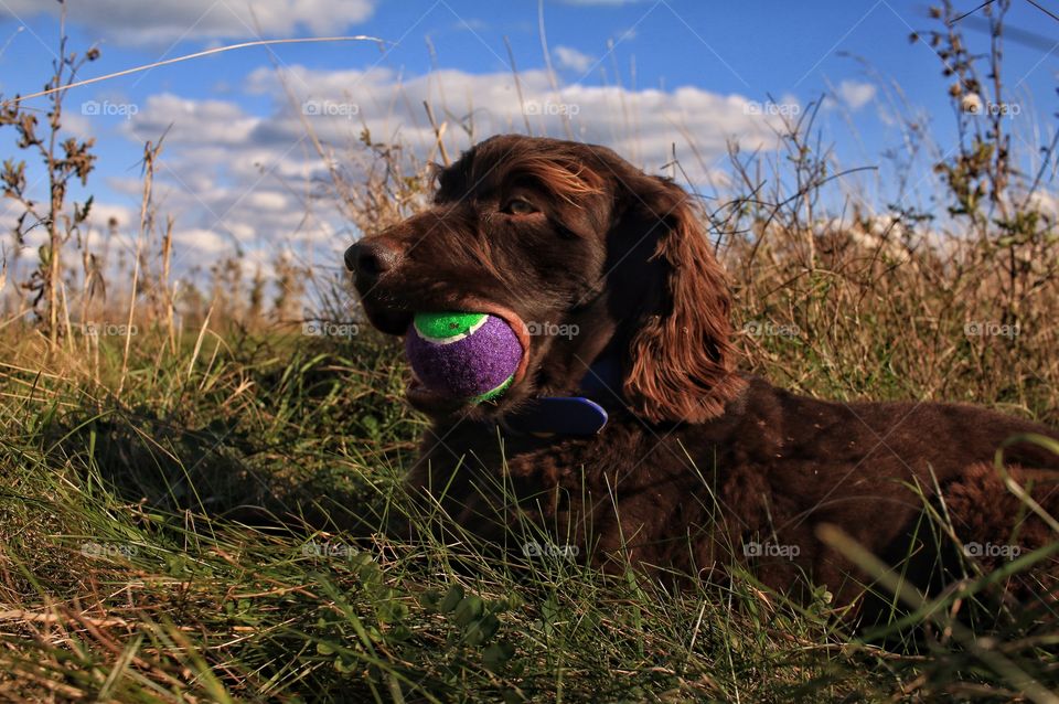 Close-up of dog holding ball