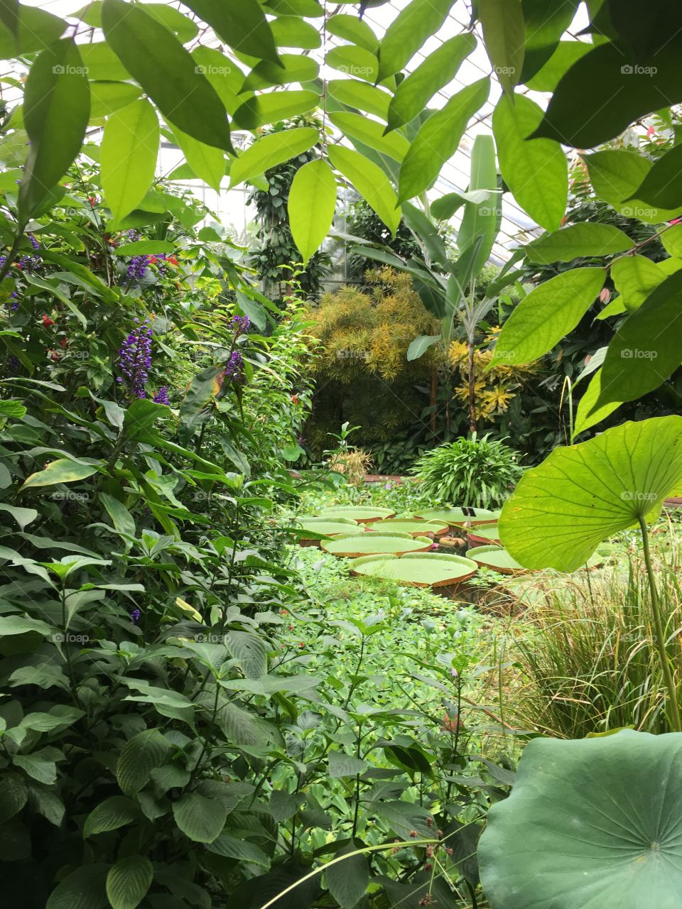 Arboretum pond