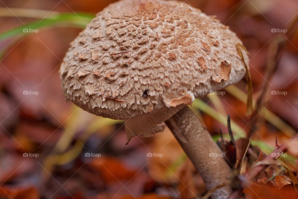 Mushroom