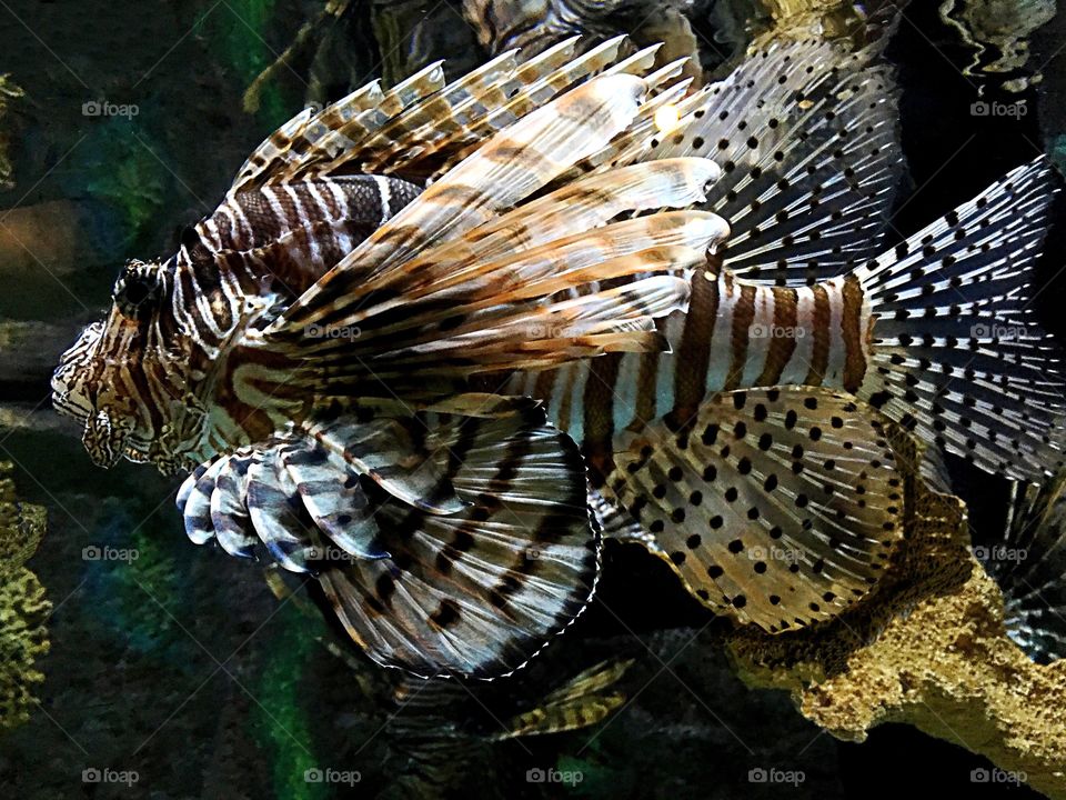 Lionfish