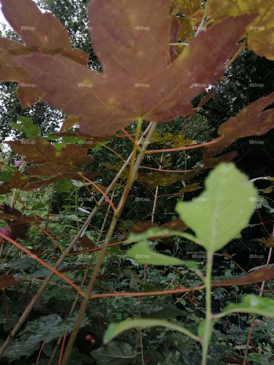 leaf