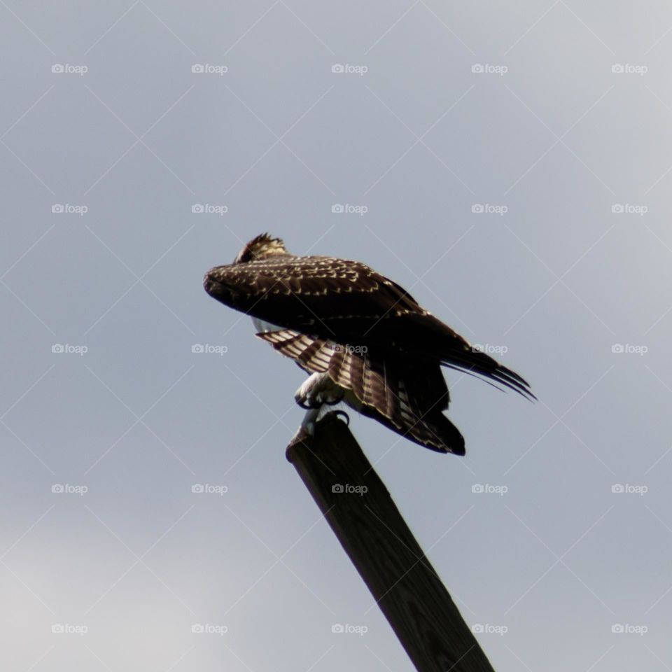 Osprey in an Artistic stance on a wooded beam