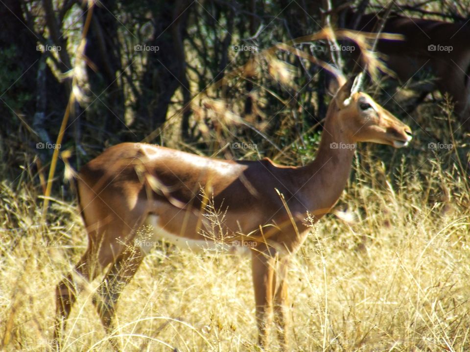 Springbok