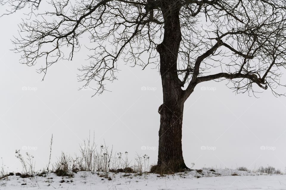 Abandoned walnut tree on snow covered meadow during winter. Slovakia