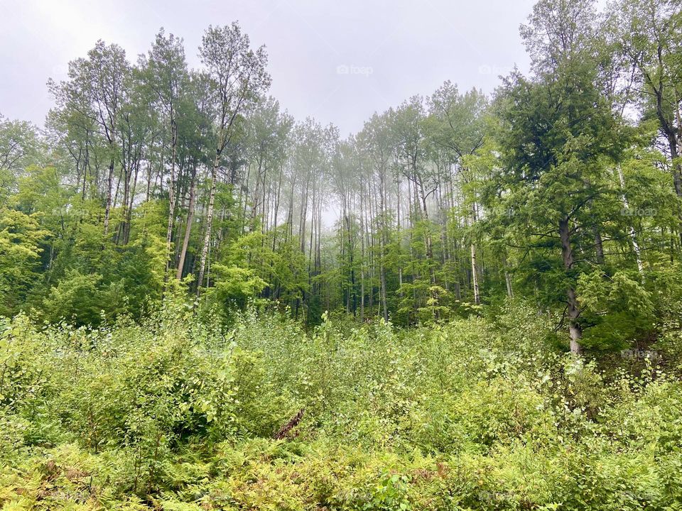 Wilderness forest in Michigan’s Upper Peninsula 