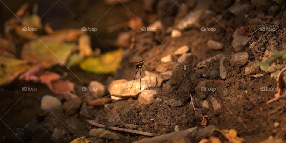 A mud dauber flying away.