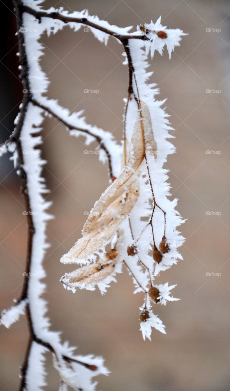 Frost, Nature, Winter, No Person, Leaf