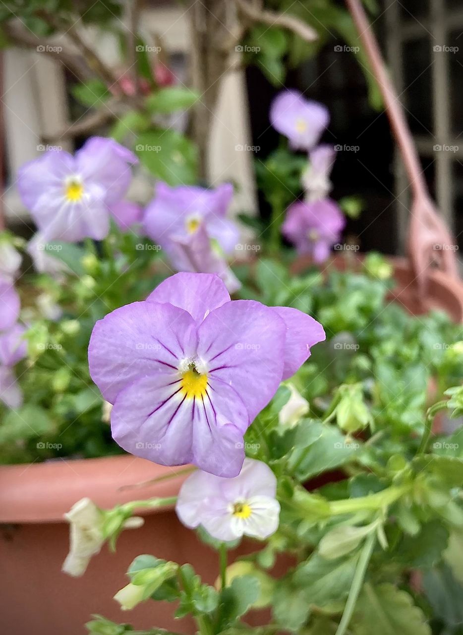 🌹 🇺🇸 Very beautiful flowers to brighten our day.  Live nature and its beauty. Did you like the delicate petals? / 🇧🇷 Flores muito bonitas para alegrar nosso dia. Viva a natureza e sua beleza. Gostaram das pétalas delicadas? 