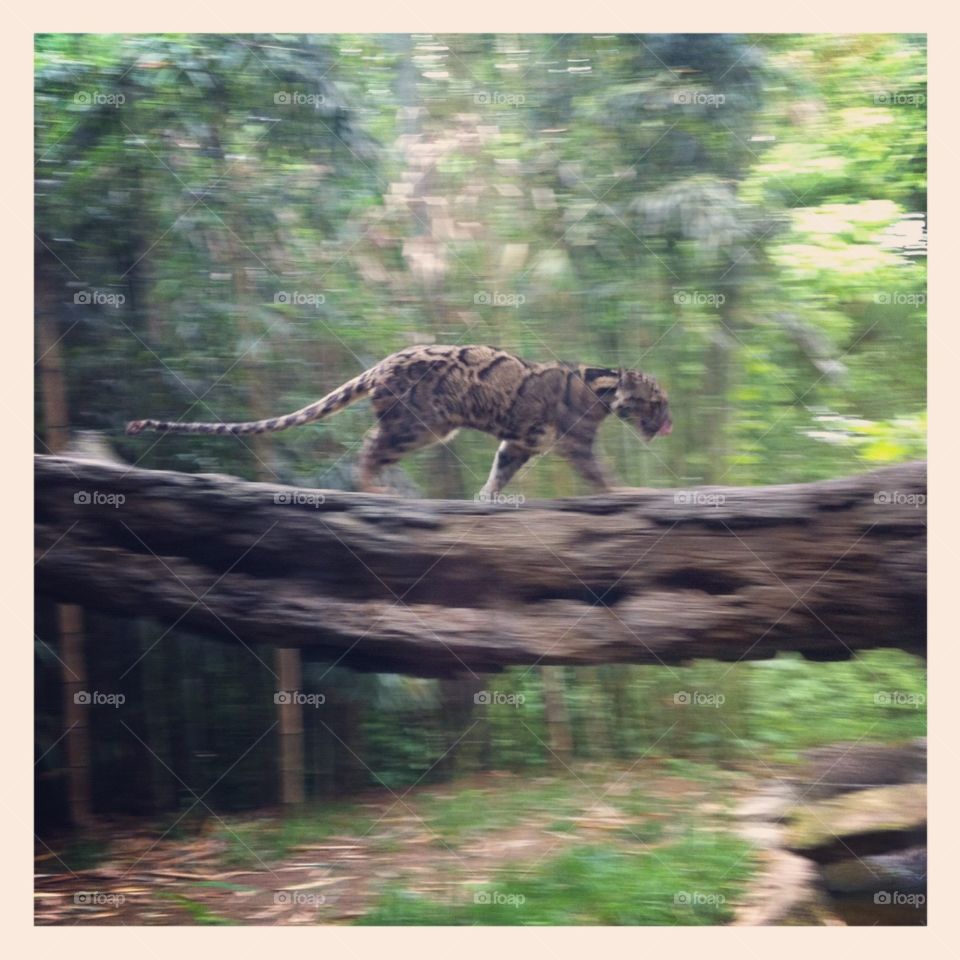 Restless jaguar. This photo captures the perfect moment of the jaguar moving. 