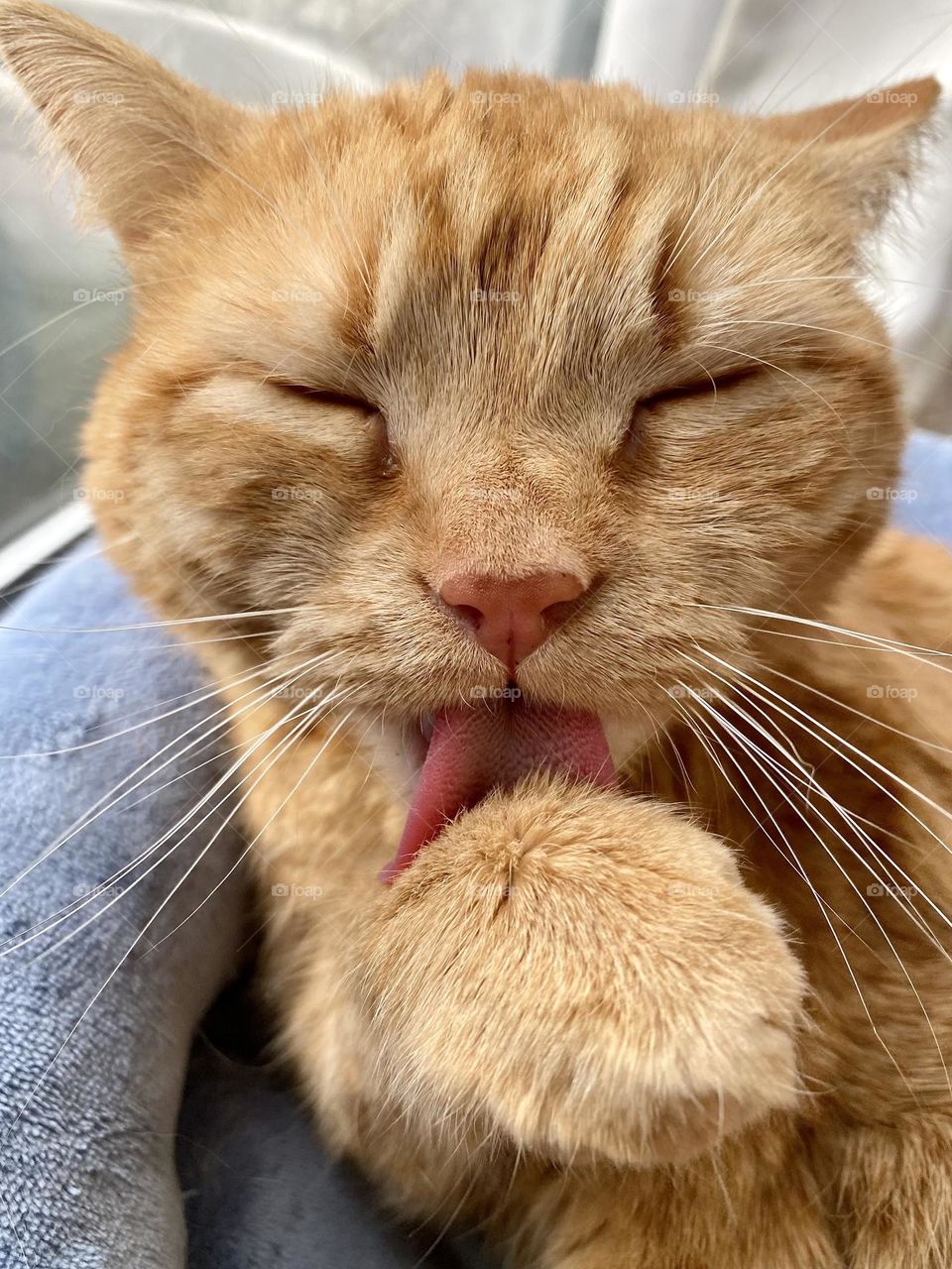 Close up of an orange tabby cat grooming