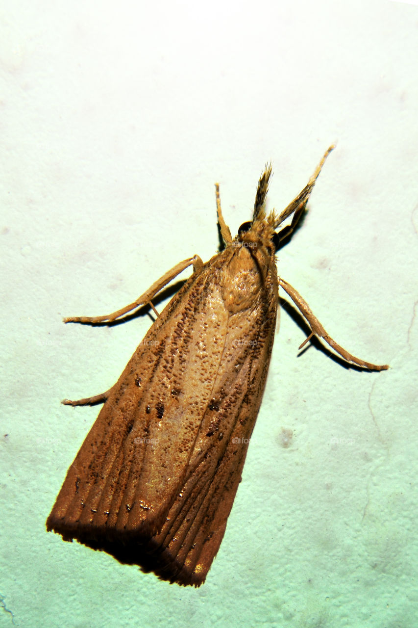 A macro shot of Spotted leaf tier moth.
