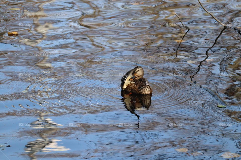 Preening the wing feathers
